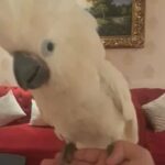 cockatoo umbrella