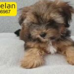 Lovely Shih Tzu Female Puppy Pure Breed