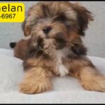 Super Lovely Female Puppy Pure Breed Yorkshire