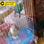 زوج كنيور Conure pair