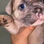 French Bulldog Females Available