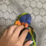 lorikeet 8 months old and loves to play