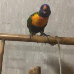 lorikeet, playful and fun