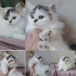 Persian Bicolor male kittens