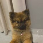 Male Pomeranian For Sale (Black and Tan)