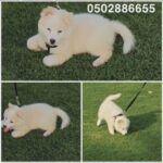 Japanese spitz imported