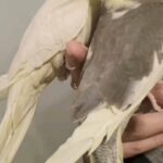 Cockatiel birds tamed and friendly