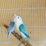 Fischer breeding pair