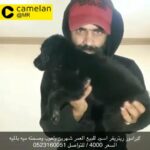 black Labrador retriever for sale