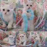 Pure Turkish Angora male/female kittens