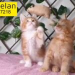 Meincoon kittens 2 month