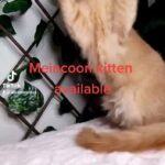 Meincoon kitten