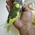 hand tamed budgies