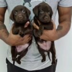 Chocolate Female Labrador puppies