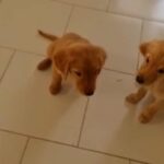 Golden Retriever Pups