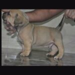 American Bully Puppies (Top Quality)