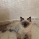 himalayan kitten for sale