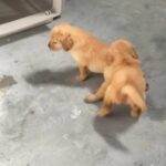 Golden retriever puppies for sale