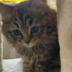 kitten for sale