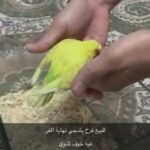 فرخ بادجي للبيع