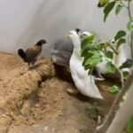 بط + دجاجه