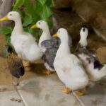 5 بطات + دجاجة