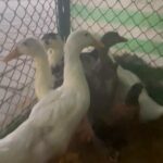 5 ducks + chicken