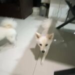 Male & Female Pure Japanese Spitz