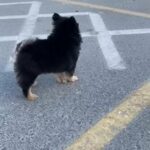 Black / Tan Pomeranian male