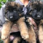 for sale king size long hair carman shepherd puppies