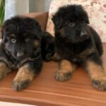long hair carman shepherd puppies for sale