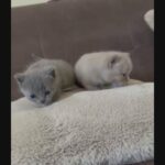 pure British kittens short hair for sale in abu Dhabi