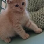 short hair Scottish fold