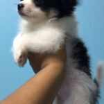 pomchi long hair puppy