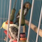 cockatiel birds