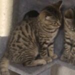 bengal mix tabby male and female 3 and half months