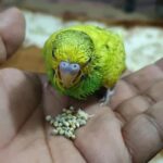 Tamed Budgie Chick 34 Days