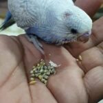 Tamed Budgie Chick 30 Days