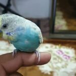 Tamed Budgie Chick Age 3 months