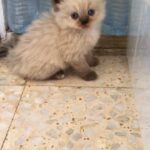 Himalayan kittens قطط هيمالايا