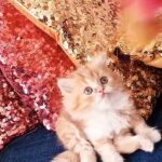 Persian Norwegian kitten