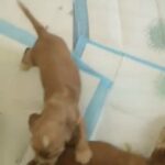 cooker spaniel puppy's are for sale