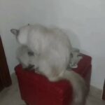 Himalayan 55 days old
