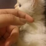 Himalayan 55 days old