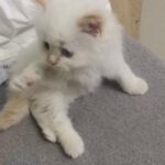 FLAME POINT HIMALAYAN 55 DAYS..