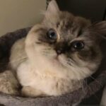 mating himalayan cat
