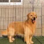 Golden Retriever Male