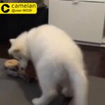 Female White Husky puppy هاسكي أبيض بنت