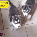Looking for Male Siberian Husky puppy