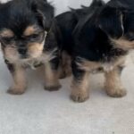 yorkshire terrier 40 days old